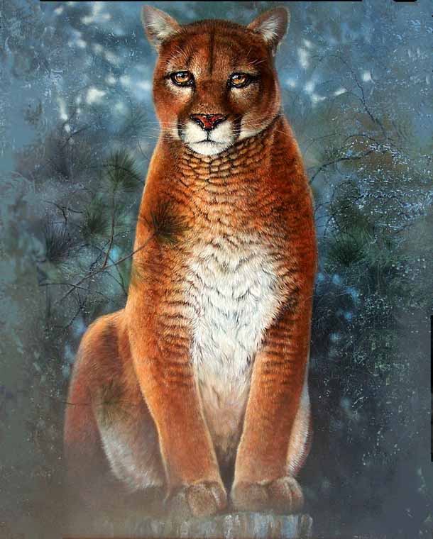 Cougar