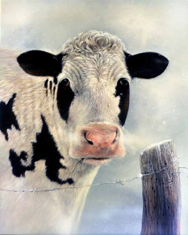 Cow