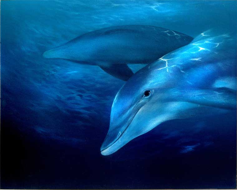 Dolphins