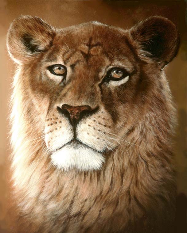 Lioness