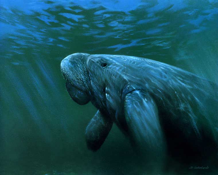 Manatee