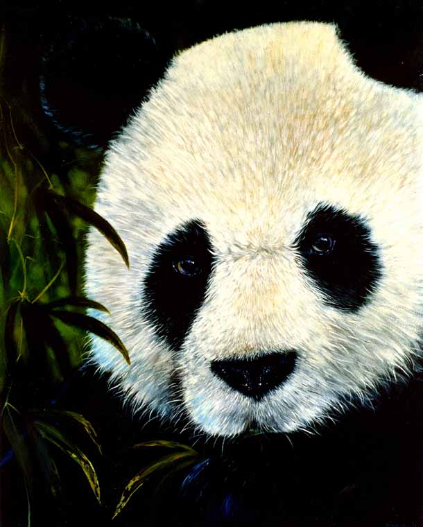 Panda