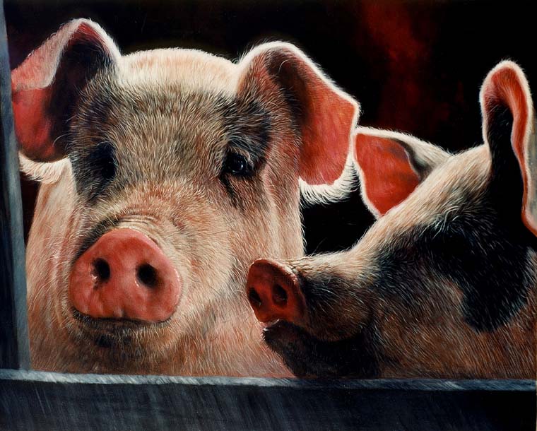Pigs Medina County Fair