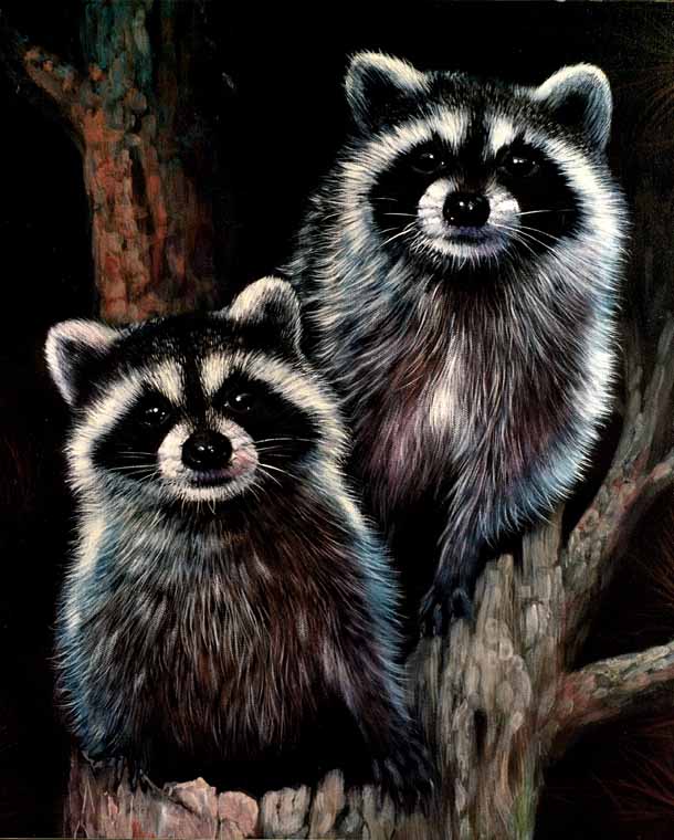 Raccoons