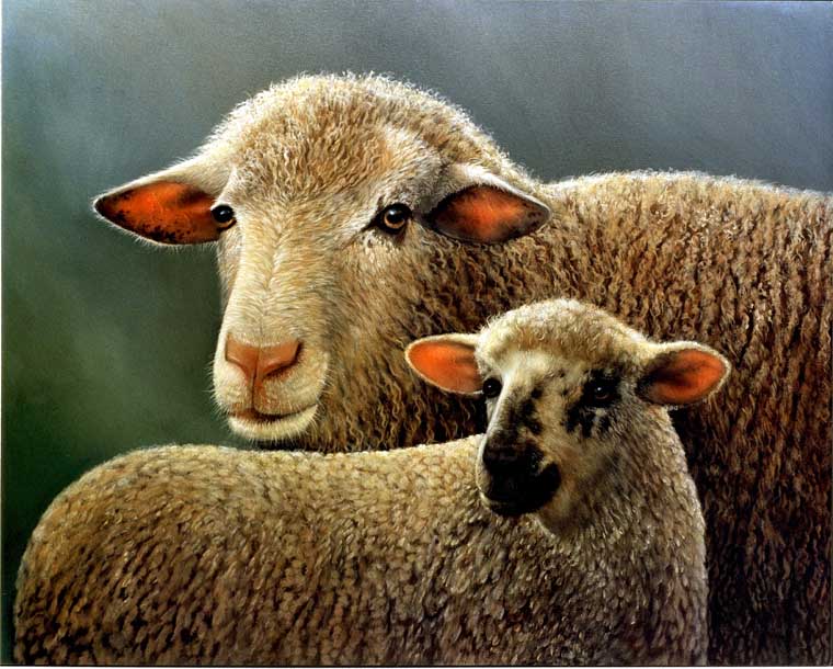 Sheep