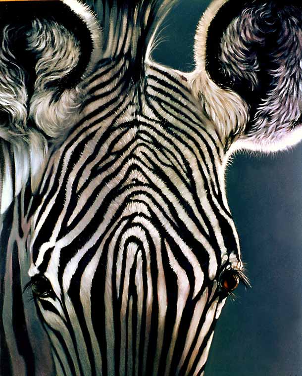 Zebra