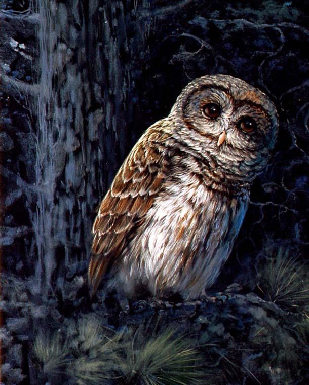 Barn Owl