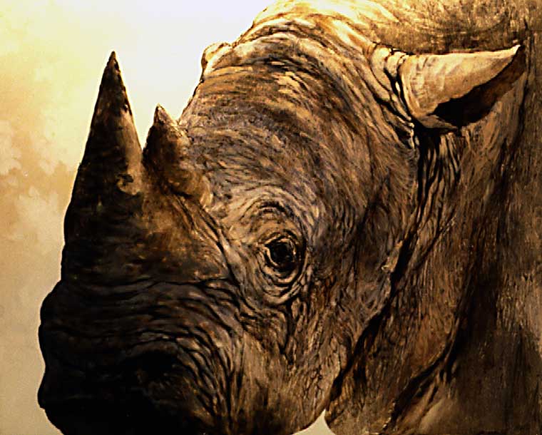 rhinoceros 