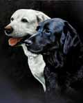 Black and a white lab