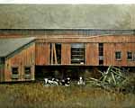 old barn and cows